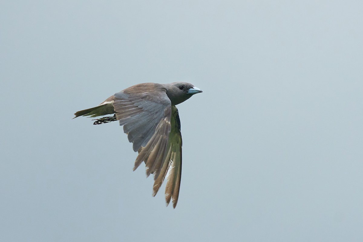 Ashy Woodswallow - ML659178518