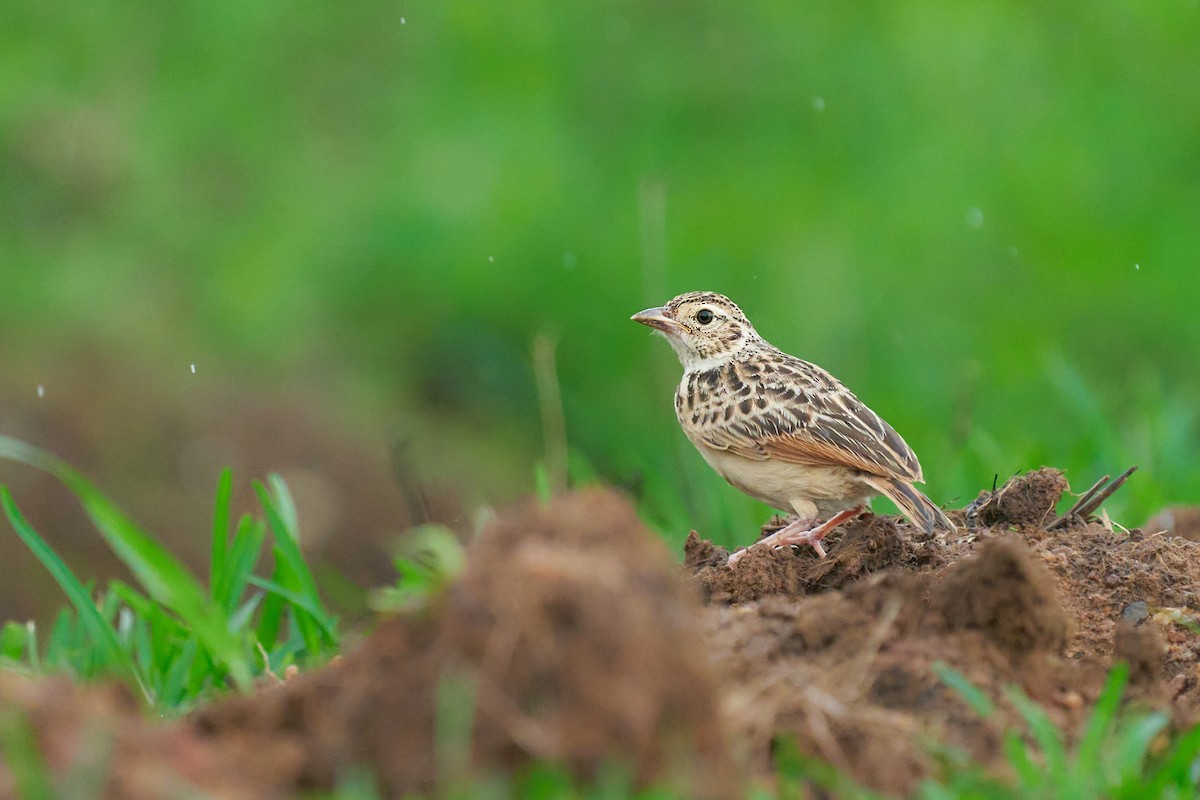 Jerdon's Bushlark - ML659178523