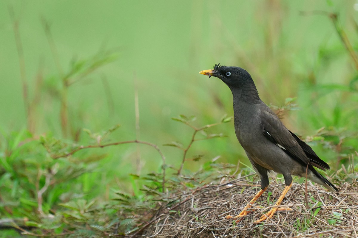 Jungle Myna - ML659178529
