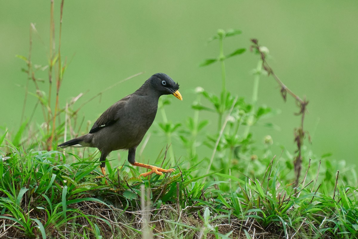 Jungle Myna - ML659178530