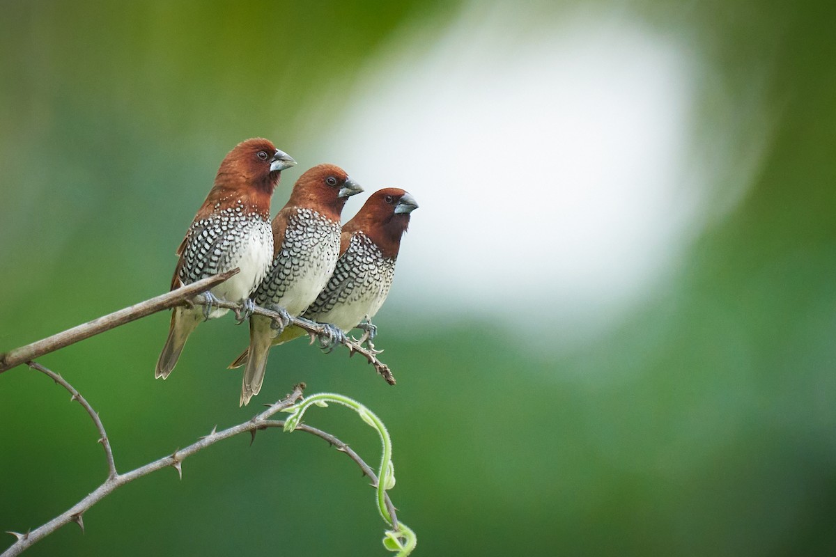 Scaly-breasted Munia - ML659178538