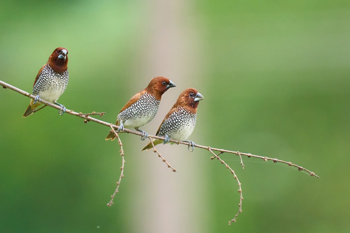 Scaly-breasted Munia - ML659178539