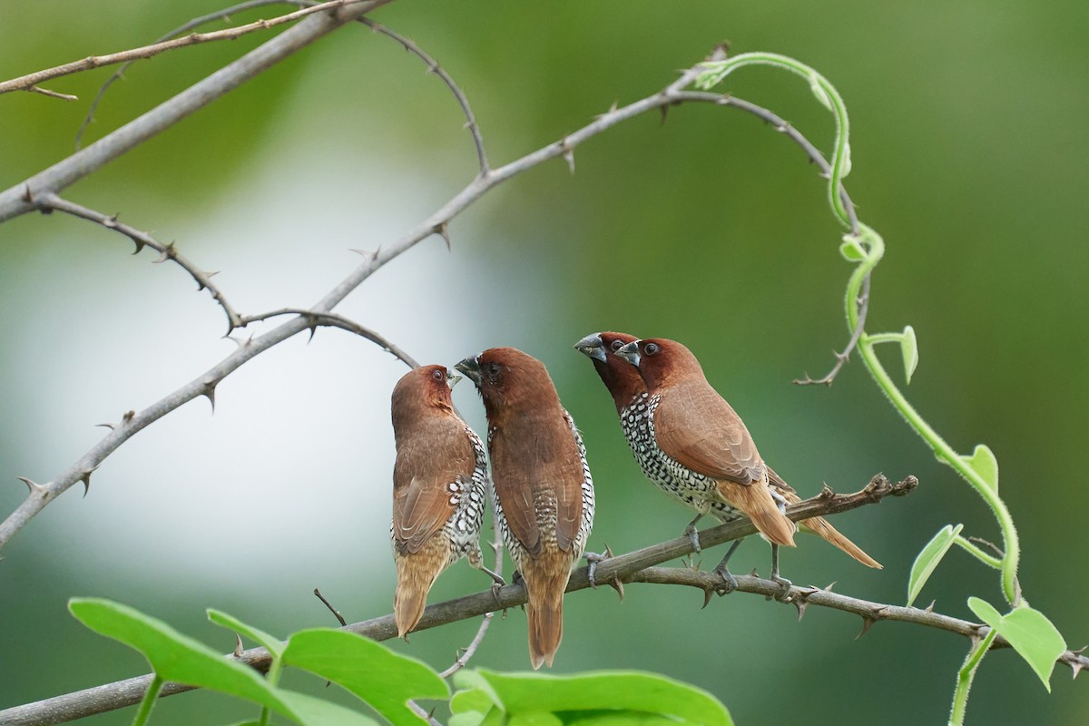 Scaly-breasted Munia - ML659178540