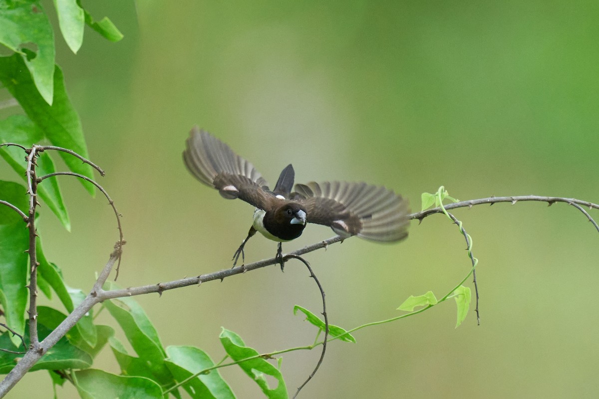 White-rumped Munia - ML659178548