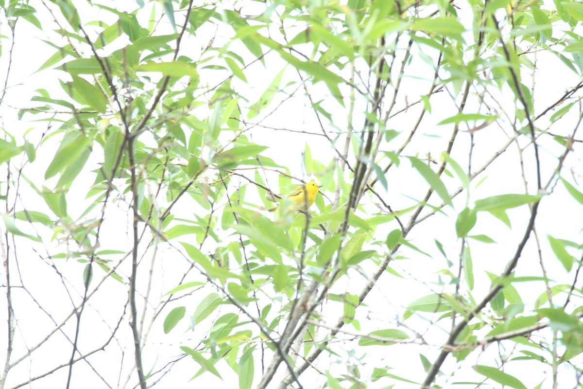 Northern Yellow Warbler - ML659178564