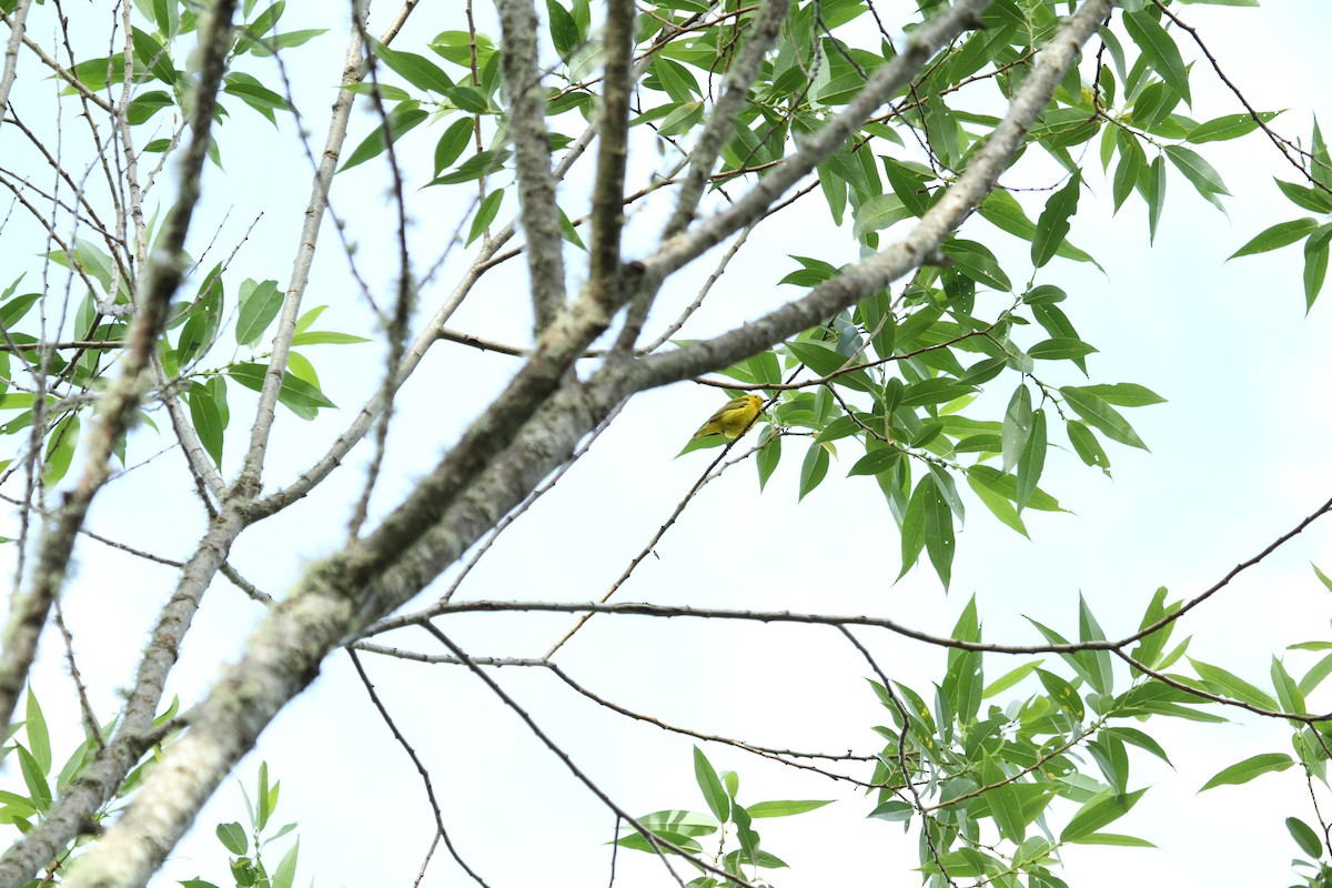 Northern Yellow Warbler - ML659178661
