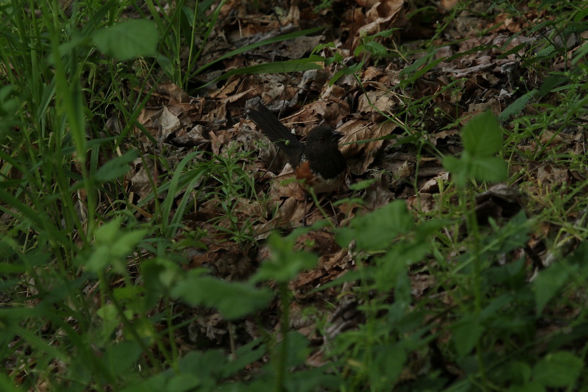 Spotted Towhee - ML659178834