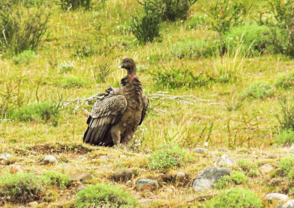 Andean Condor - ML659179427