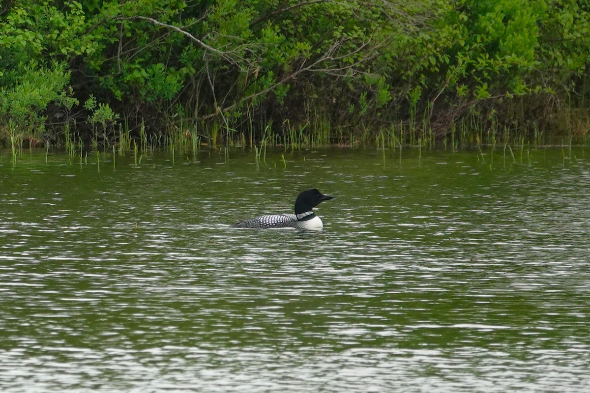 Common Loon - ML659179592