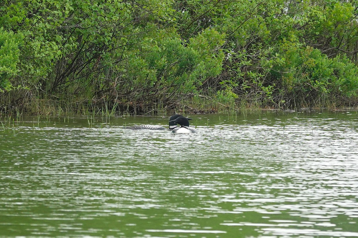 Common Loon - ML659179593