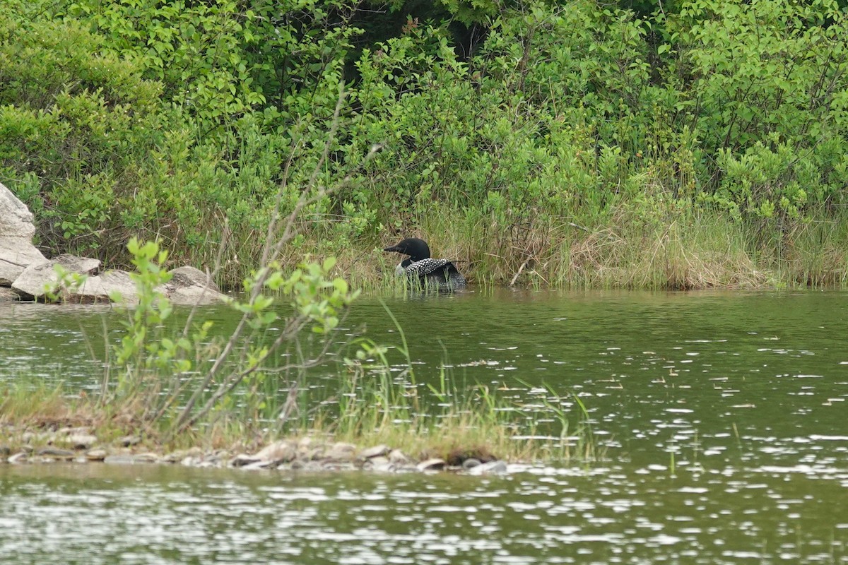 Common Loon - ML659179594