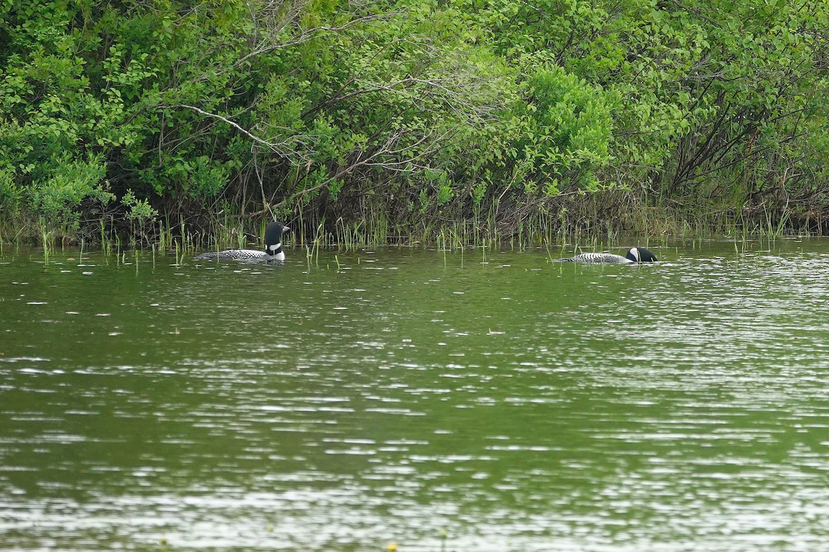 Common Loon - ML659179595