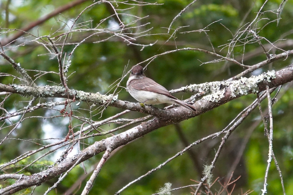 Eastern Phoebe - ML659179636
