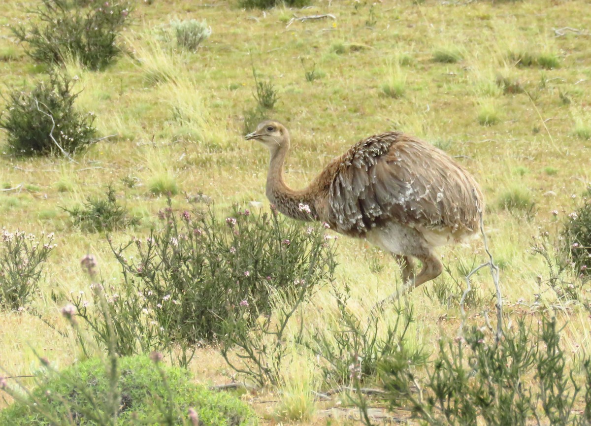 Lesser Rhea - ML659179670