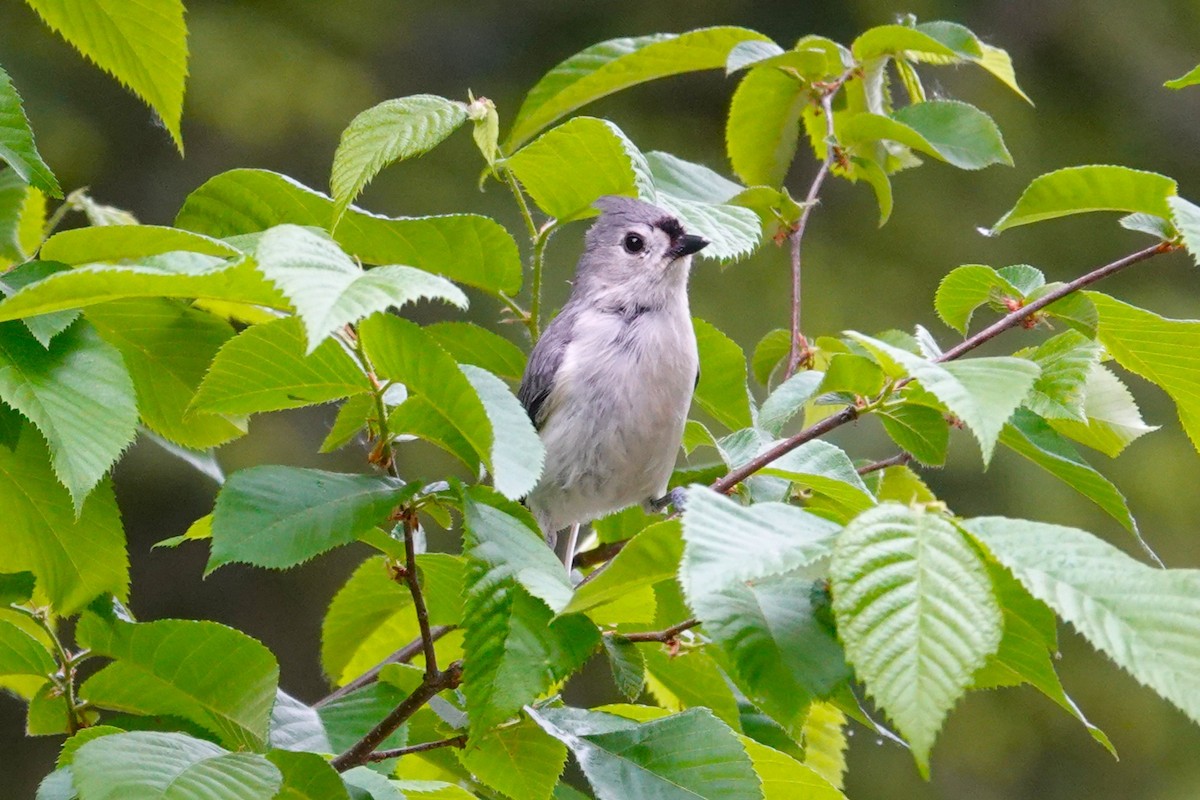 Tufted Titmouse - ML659179680
