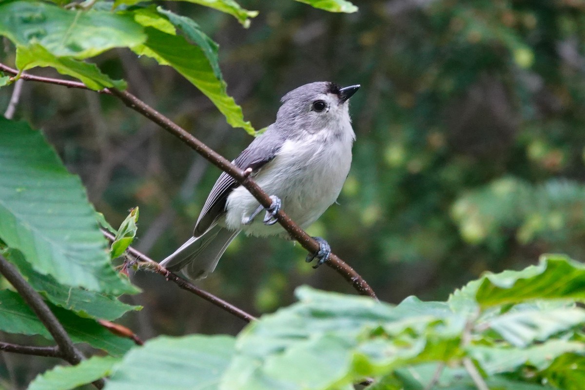 Tufted Titmouse - ML659179681
