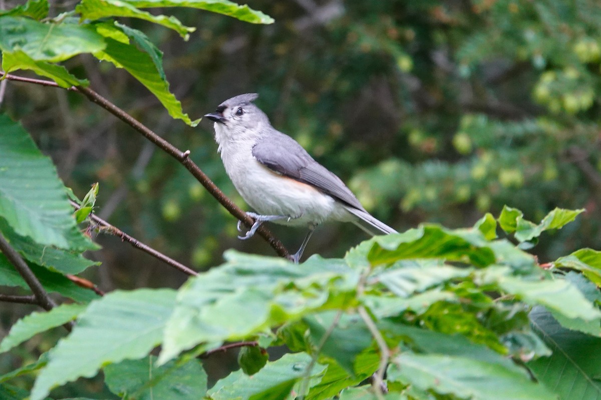 Tufted Titmouse - ML659179682