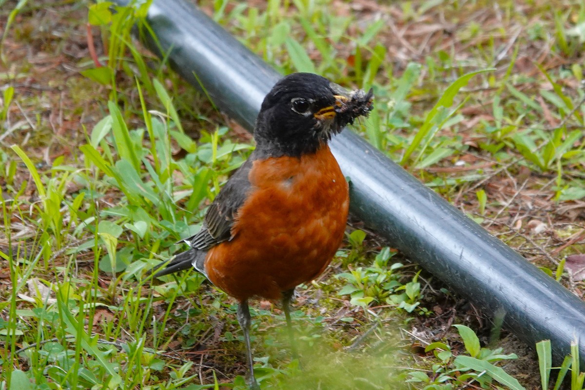American Robin - ML659179700