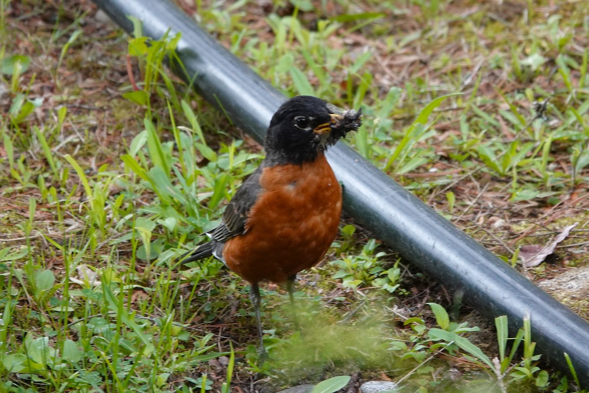 American Robin - ML659179702