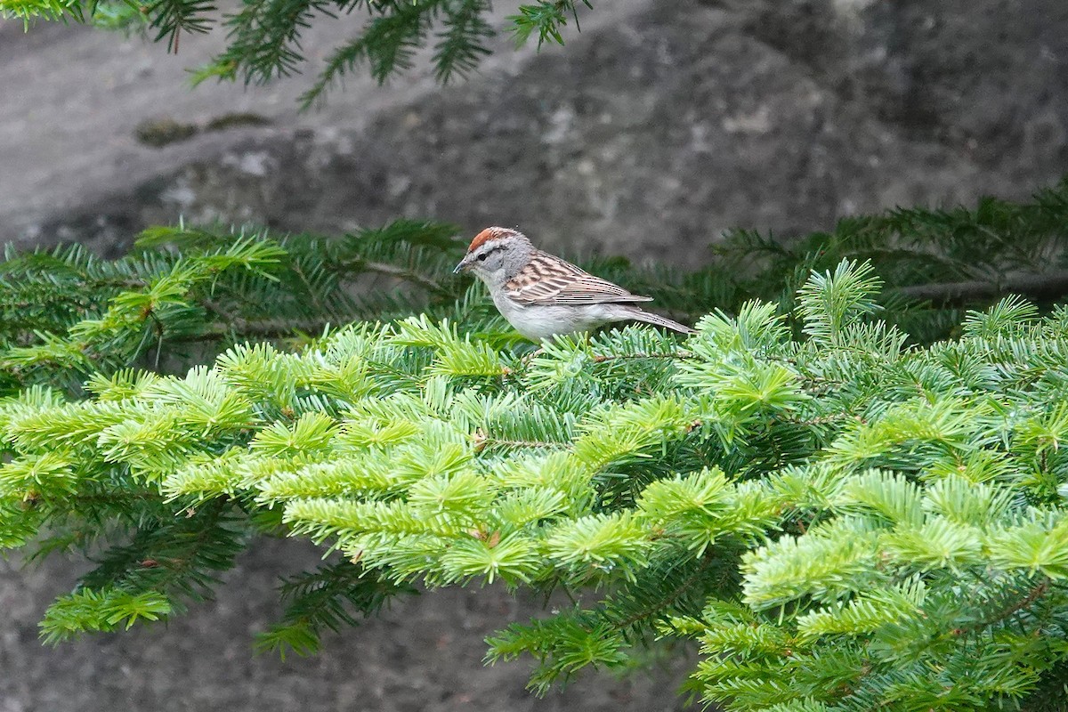 Chipping Sparrow - ML659179715