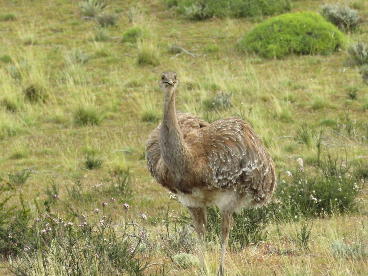 Lesser Rhea - ML659179736