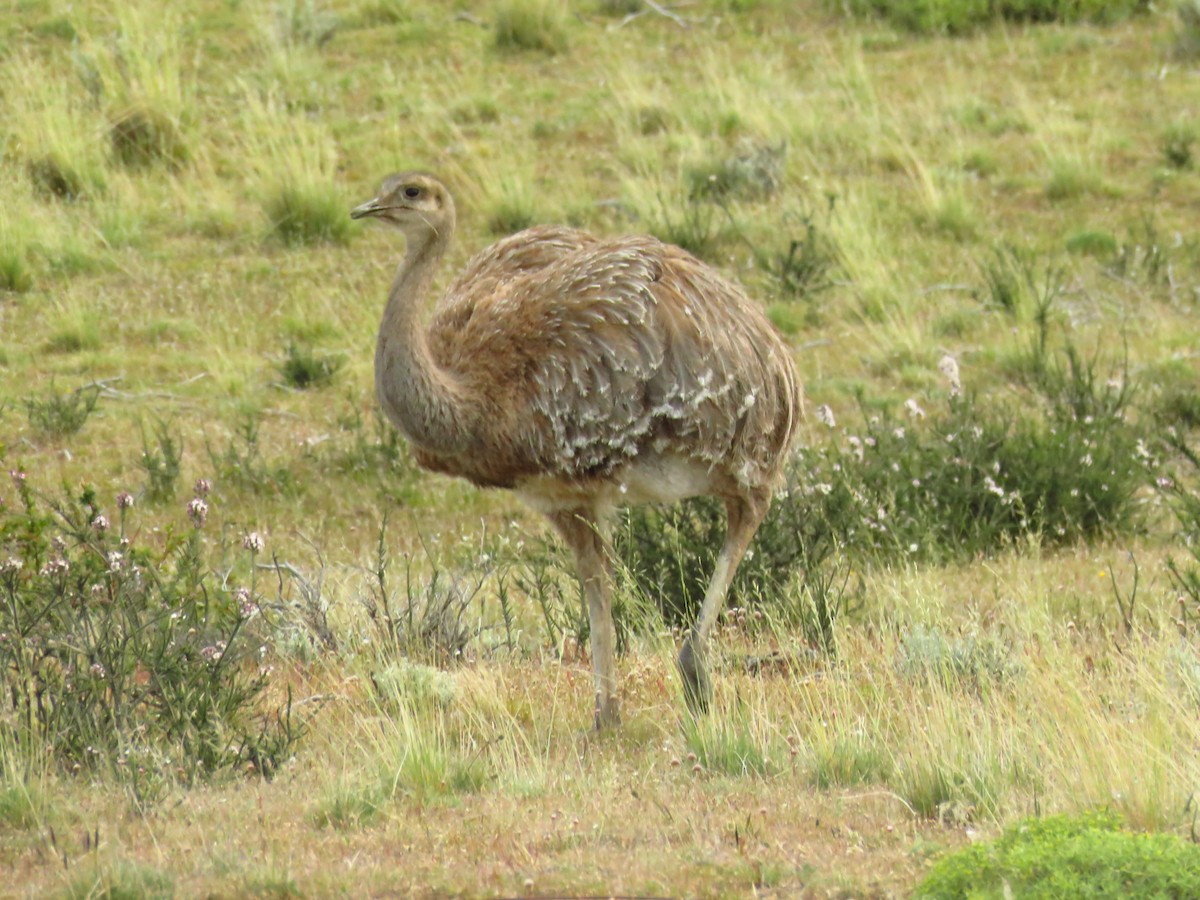Lesser Rhea - ML659179737