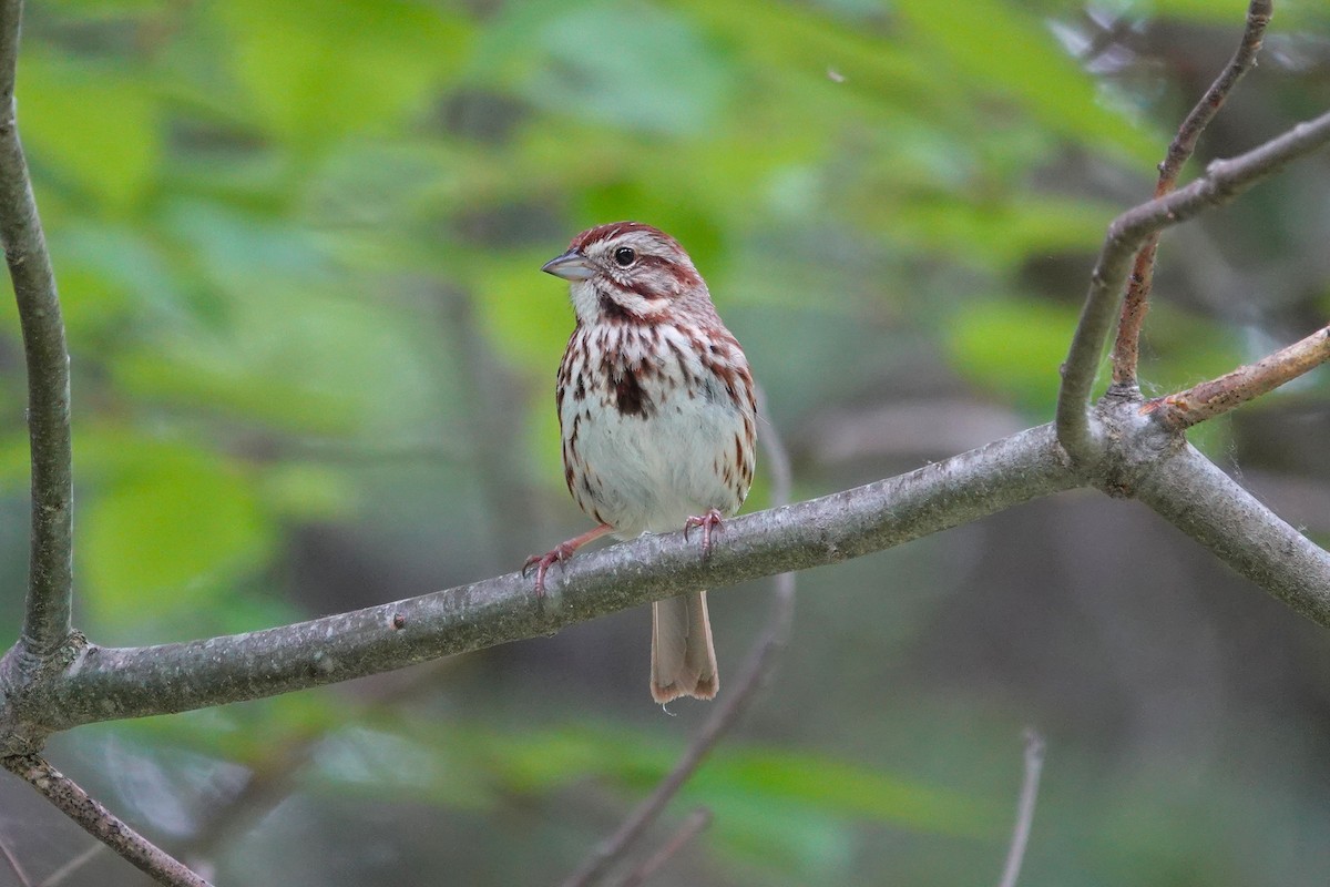 Song Sparrow - ML659179738