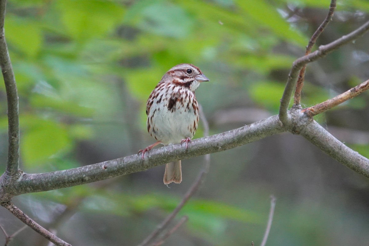 Song Sparrow - ML659179739