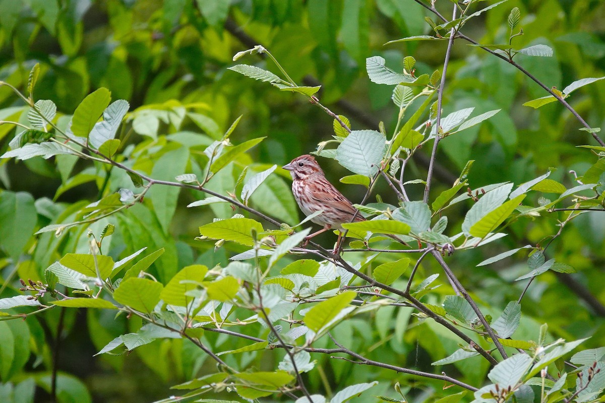 Song Sparrow - ML659179740