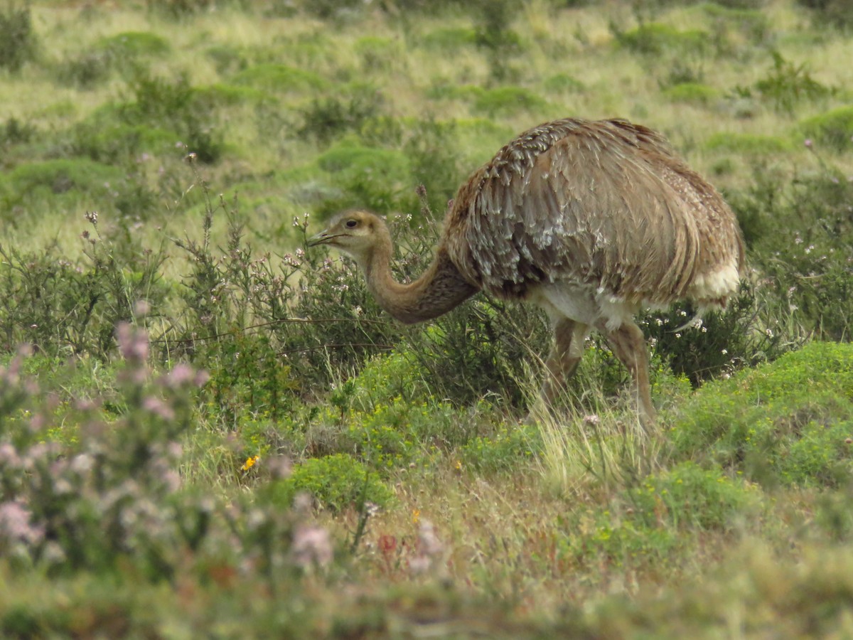 Lesser Rhea - ML659179747