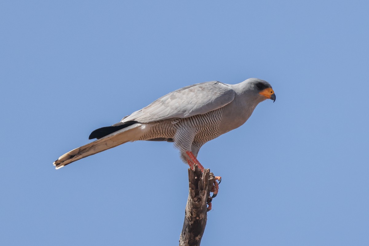 østsanghauk - ML659179901