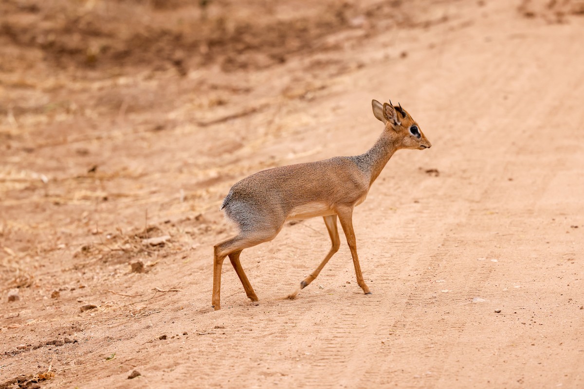 Kirk's Dik-dik - ML659179951
