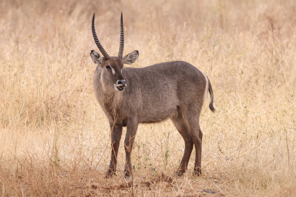 Waterbuck - ML659179959