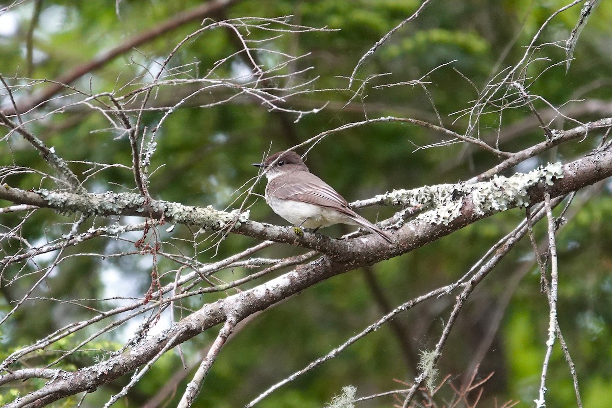 Eastern Phoebe - ML659179969