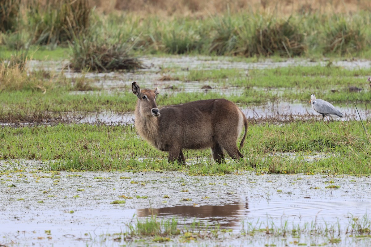Waterbuck - ML659179979