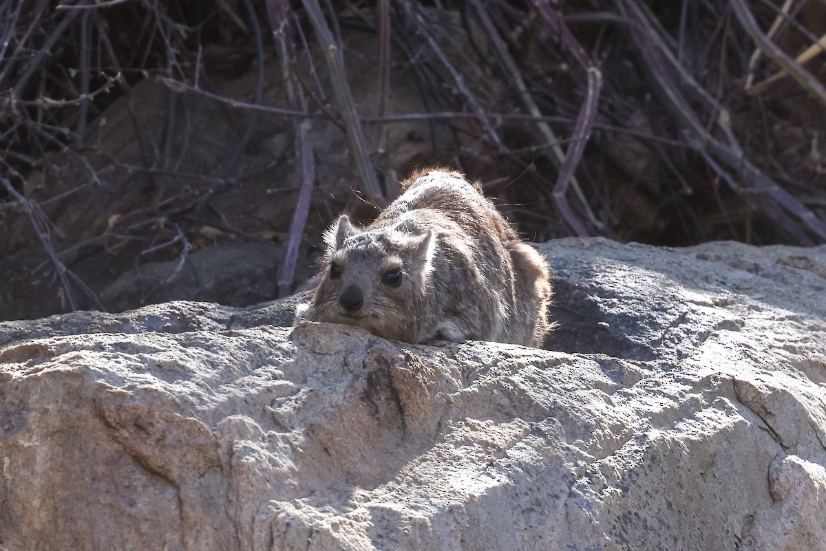 Rock Hyrax - ML659179981