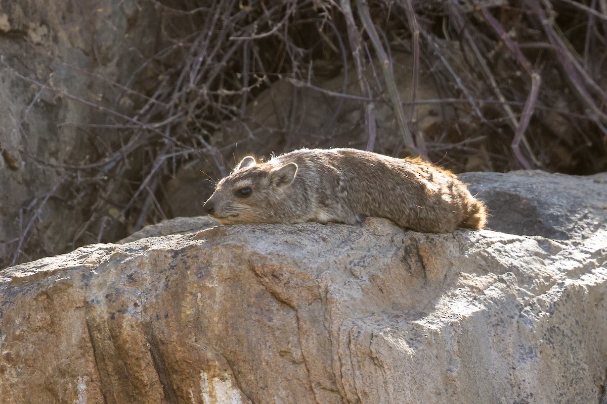 Rock Hyrax - ML659179991
