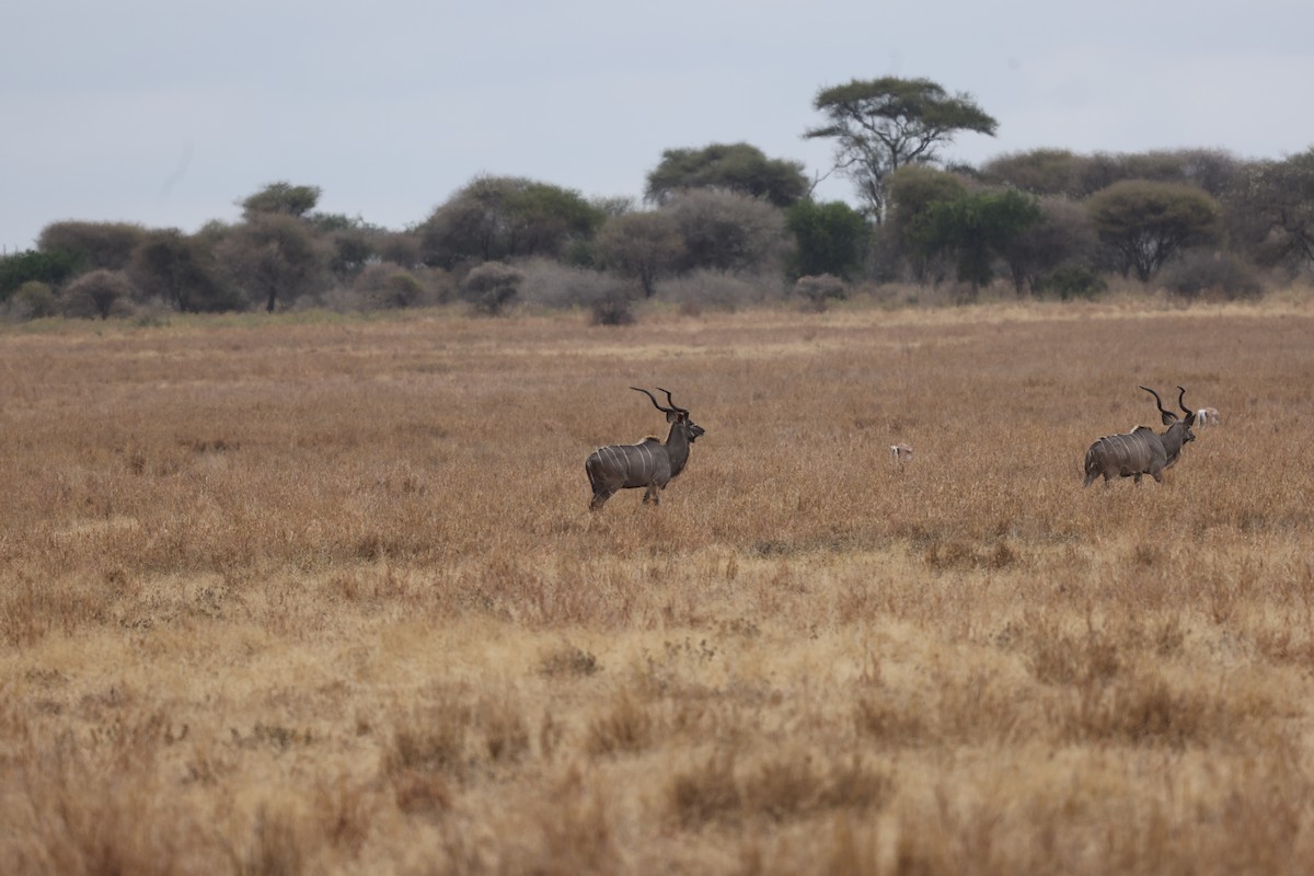 Greater Kudu - ML659180005