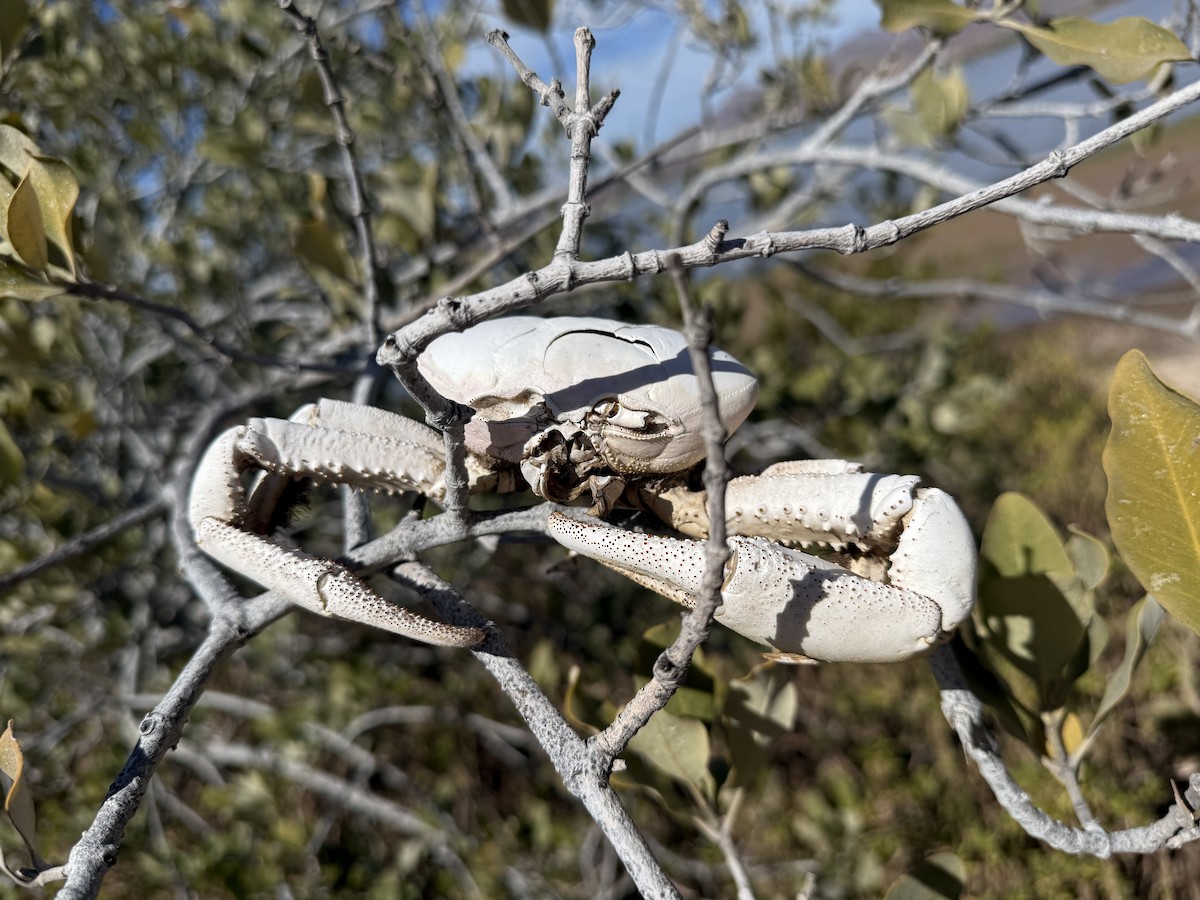 Mangrove Ghost Crab - ML659180522