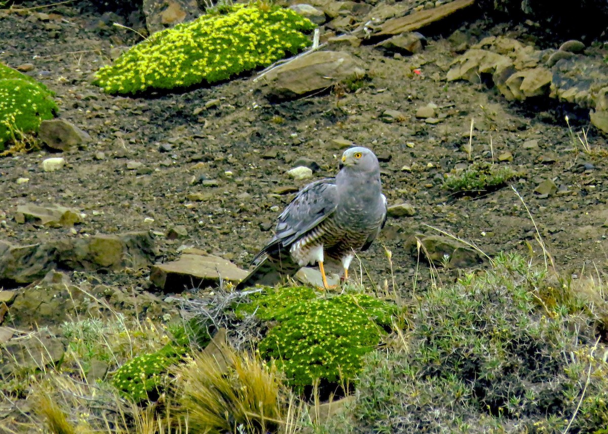 Cinereous Harrier - ML659180661