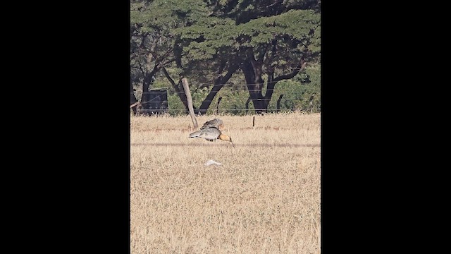 Buff-necked Ibis - ML659180905