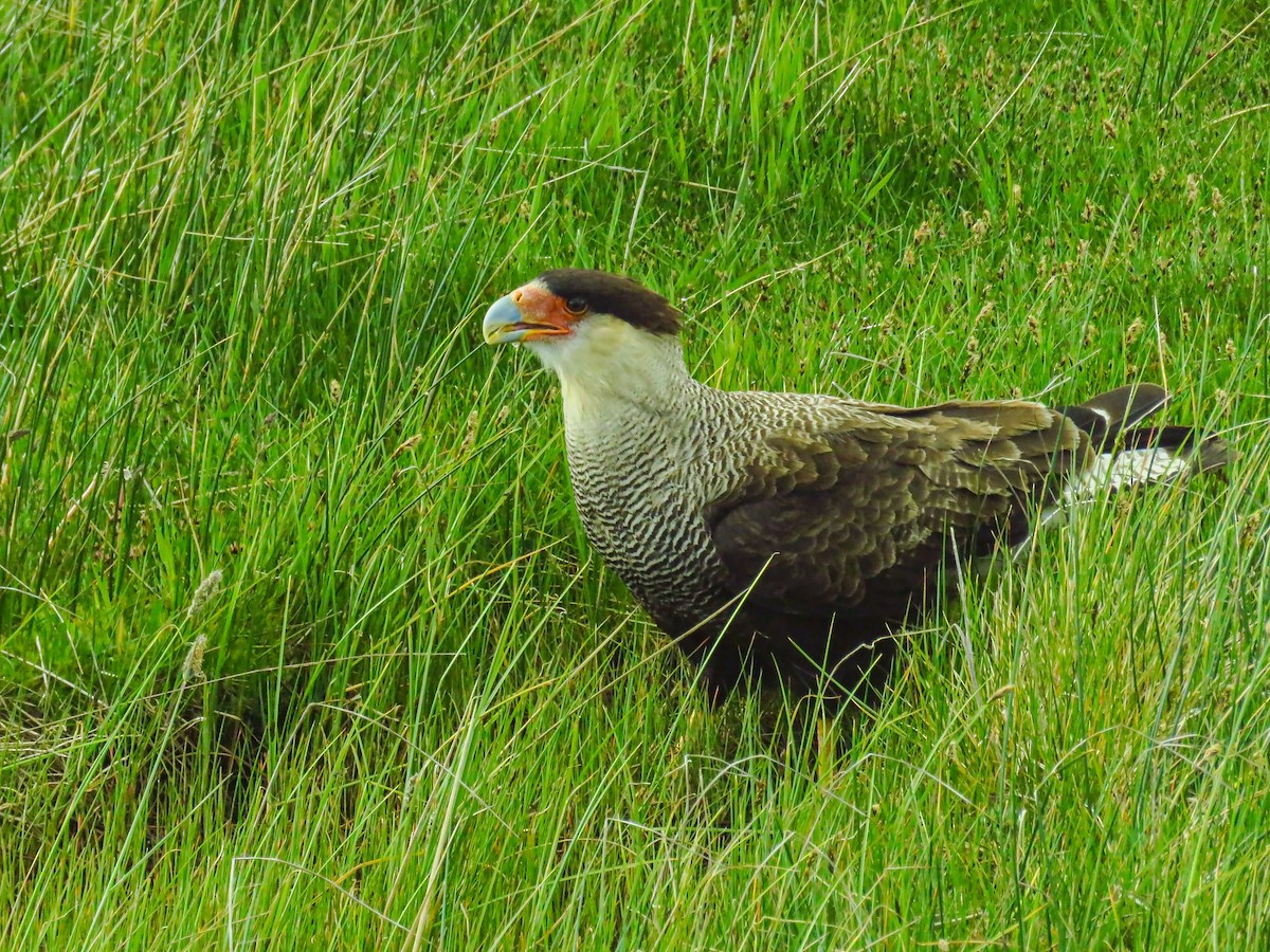 Crested Caracara - ML659180907
