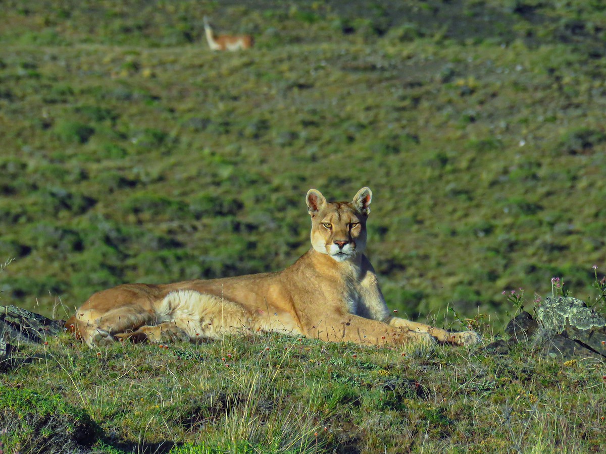 South American Mountain Lion - ML659181155