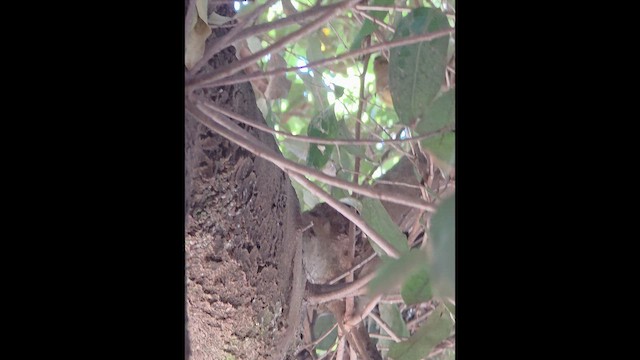 Barred Antshrike - ML659181281