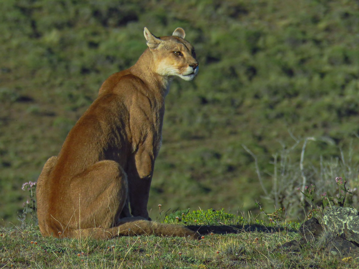 South American Mountain Lion - ML659181508