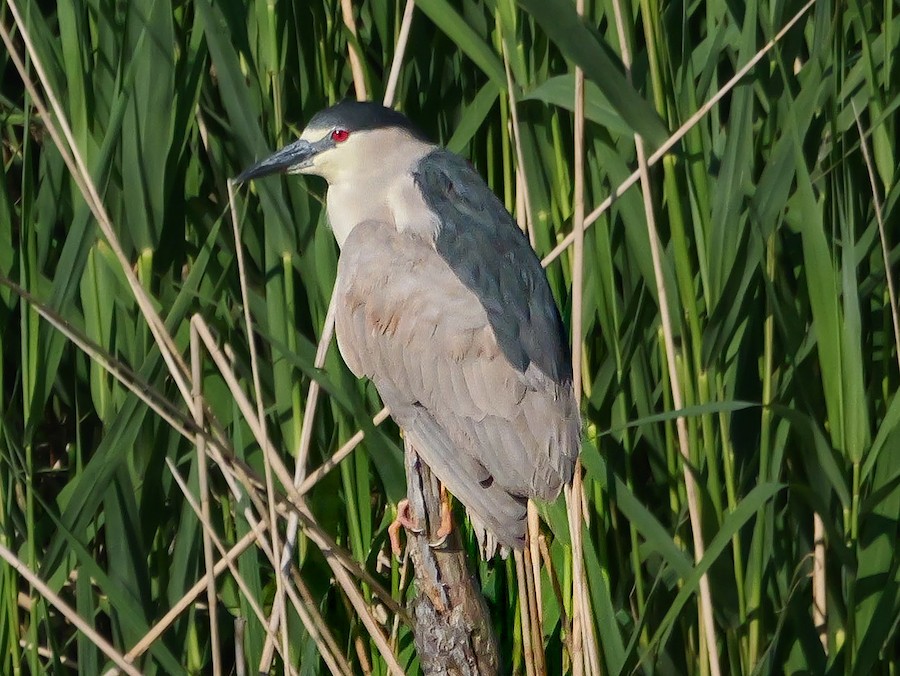 Black-crowned Night Heron - Roger Horn
