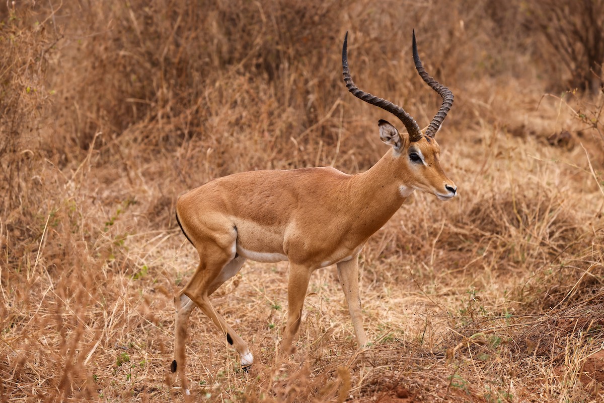 Impala - ML659181705
