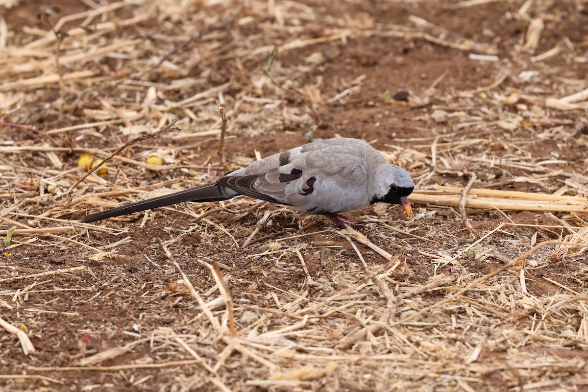 Namaqua Dove - ML659181716