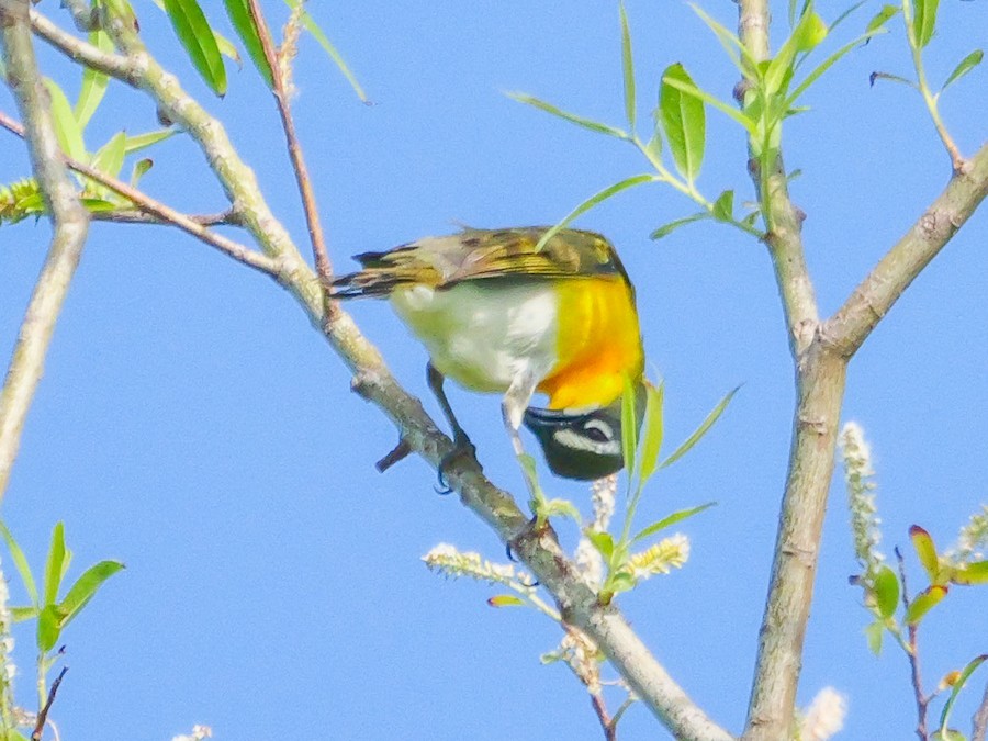 Yellow-breasted Chat - Roger Horn