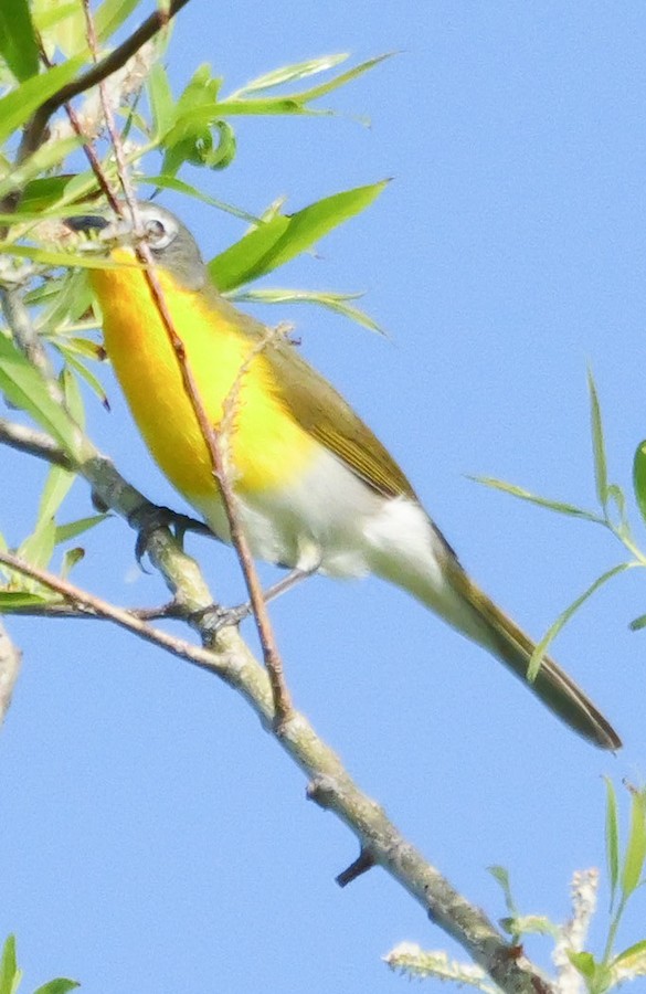 Yellow-breasted Chat - Roger Horn